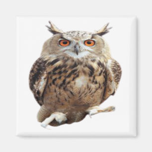 Íman Vintage Tawny Owl Com Artes De Garras