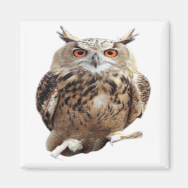 Íman Vintage Tawny Owl Com Artes De Garras (Frente)