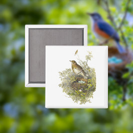 Íman Vintage Thrush Guarda Seus Ovos