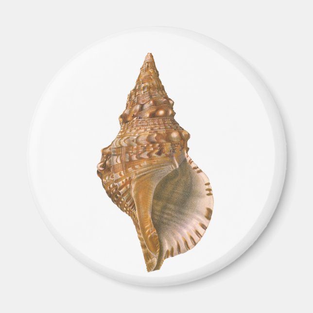 Íman Vintage Triton Seashell Shell, Marine Ocean Animal (Frente)