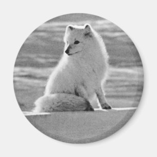 Íman Vintage USA Alaska Raposa Árctica