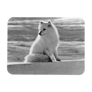 Íman Vintage USA Alaska Raposa Árctica 1970