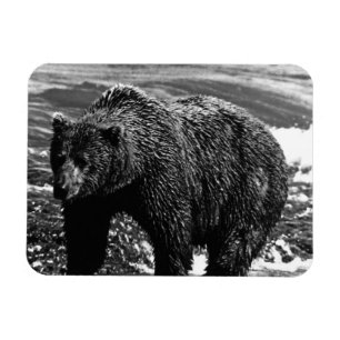 Íman Vintage USA Alaska — urso pardo 1970