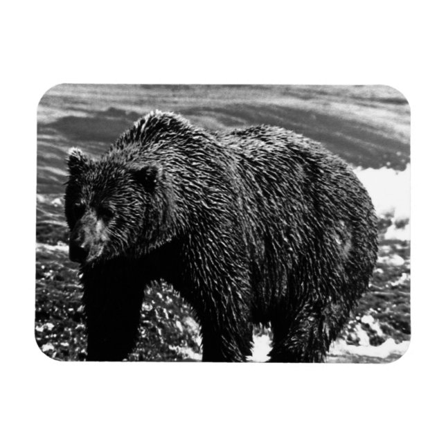 Íman Vintage USA Alaska — urso pardo 1970 (Horizontal)
