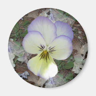 Íman Viola Pansy ~ Lavanda Creme 2