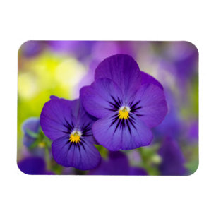 Íman Violas roxas