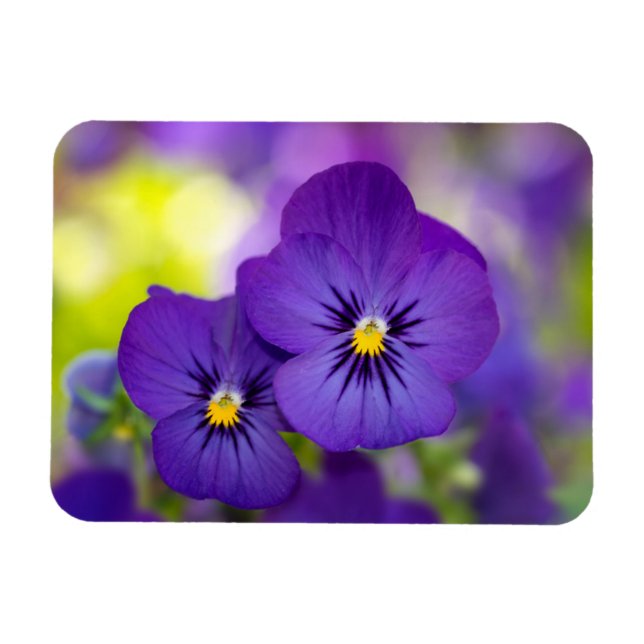 Íman Violas Roxos (Horizontal)