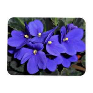 Íman Violeta africana dos azuis marinhos