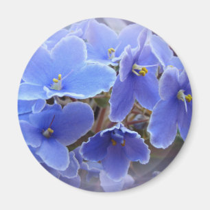 Íman Violetas africanas azuis