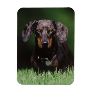 Íman Visão de Dachshund de cor malhada