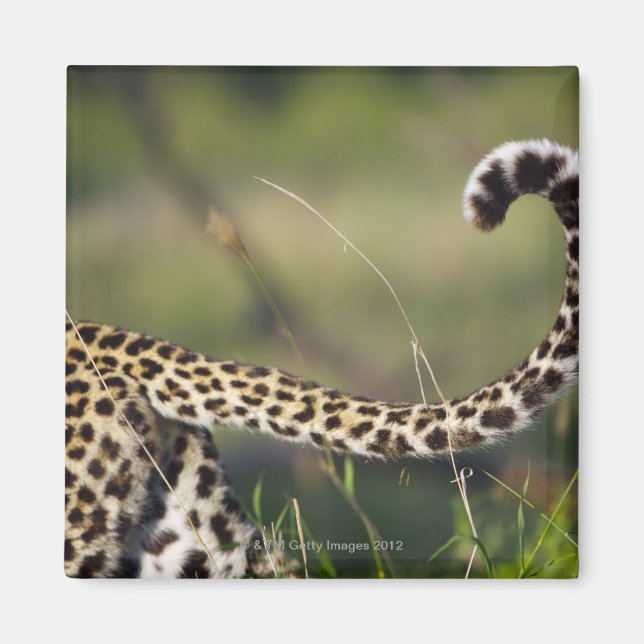 Íman Vista da cauda do Leopardos (Panthera pardus), (Frente)