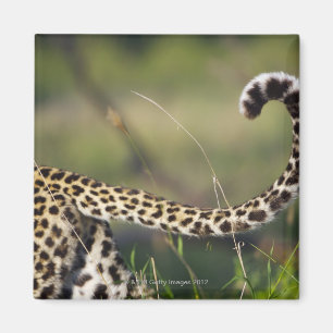 Íman Vista da cauda dos leopardos (pardus do Panthera),