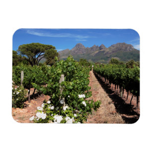 Íman Vista das Vinhas. Stellenbosch