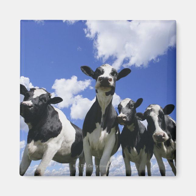 Íman Vista insetos de quatro vitelos jovens (Frente)