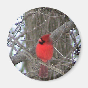 Íman Vista lateral cardinal masculina