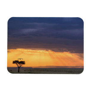 Íman Vista panorâmica de abutre e árvore de acácia