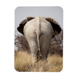 Íman Vista traseira de elefante