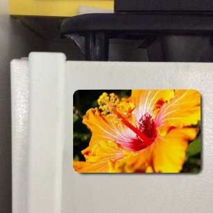 Íman Visualização Lado do Hibiscus Laranja