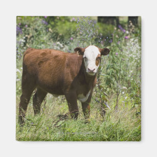 Íman Vitela de Hereford (taurus do Bos) no pasto da