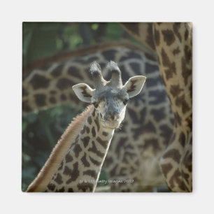 Íman Vitela do girafa com girafas