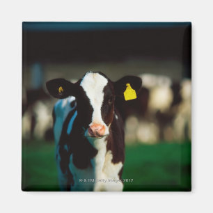 Íman Vitela do Holstein-Frisão