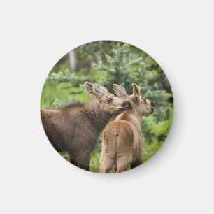 Íman Vitelos De Moose Vinculados