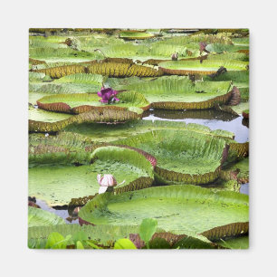 Íman Vitoria Regis, vitórias-régias na Amazônia