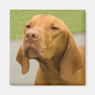 Íman Vizsla