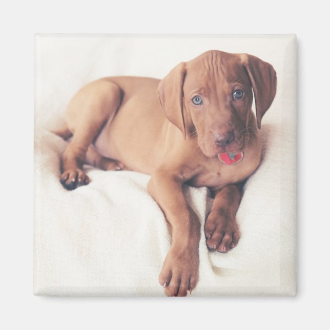 Íman Vizsla Puppy húngaro (Frente)