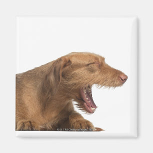 Íman Vizsla que boceja na frente da terra da parte