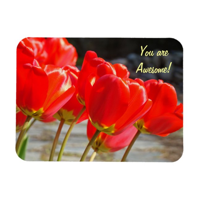Íman Você é Incrível! ímã Flores de Tulipa Vermelhas (Horizontal)
