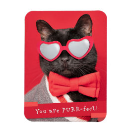 Íman Você é o Gato Puro e Correto