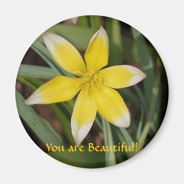 Íman Você é um magnata florista (Frente)