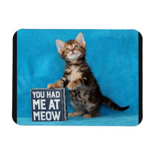 Íman Você teve-me no gatinho de Bengal do Meow