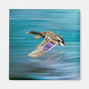 Íman Voo de patos-reais