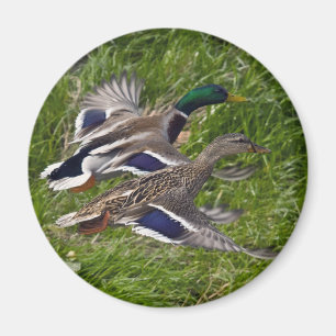 Íman Voo dos patos selvagens