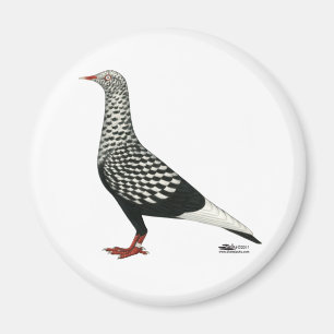 Íman Voo Voador Teager Pigeon