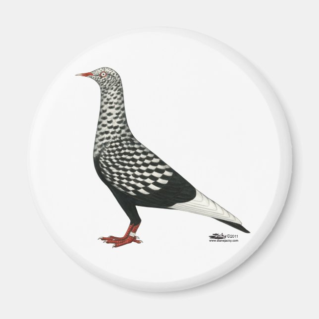 Íman Voo Voador Teager Pigeon (Frente)