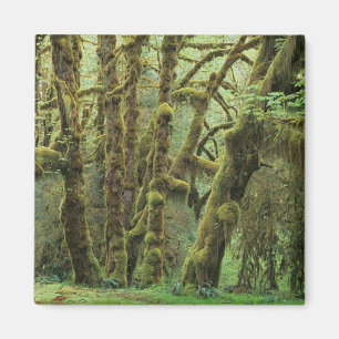 Íman WA, Olimpiadas NP, Hoh Rain Forest, Hall of