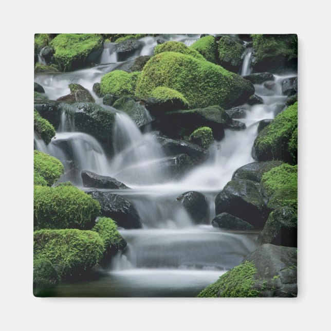 Íman WA, Parque Nacional Olympic, Vale de Sol Duc, riac (Frente)
