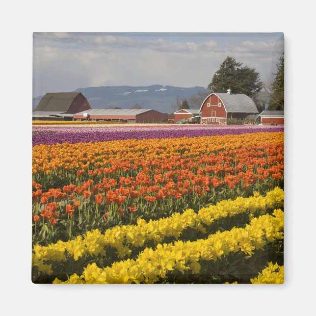 Íman WA, Skagit Valley, campos Tulip em flor, em (Frente)