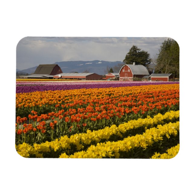 Íman WA, Vale de Skagit, Campos de tulipas em flor, em (Horizontal)