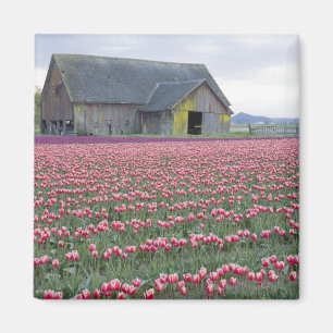 Íman WA, Vale do Skagit, Campo de Tulipas e Celeiro
