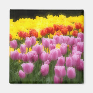 Íman WA, Vale do Skagit, Jardim de Tulipas Roozengaarde