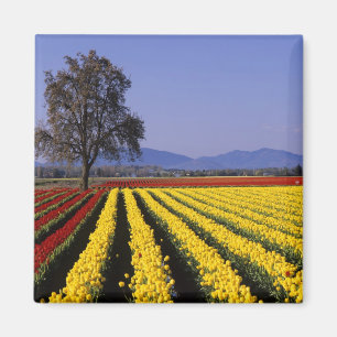 Íman WA, Vale do Skagit, Skagit Valley Tulip 2