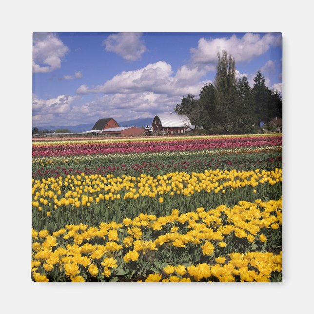 Íman WA, Vale do Skagit, Tulipa do Vale do Skagit (Frente)