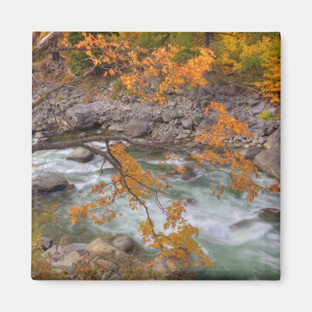Íman WA, Wenatchee National Forest, Maple tree e (Frente)