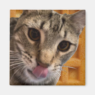 Íman Waffles cat