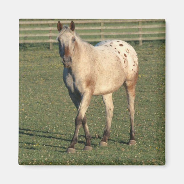 Íman Walking Appaloosa (Frente)