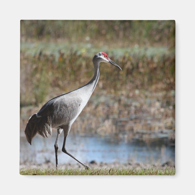 Íman Walking Tall- Sandhill Crane (Frente)